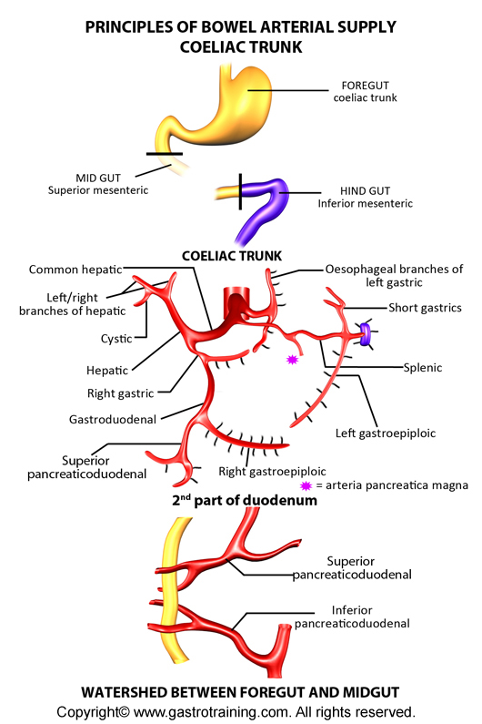 Abdominal Vasculature And Lymphatics Abdominal Vasculature And Lymphatics
