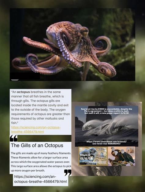 Can Octopuses Breathe Air? The Surprising Truth Revealed