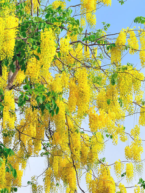 Golden Shower Tree: A Stunning Bloom Guide