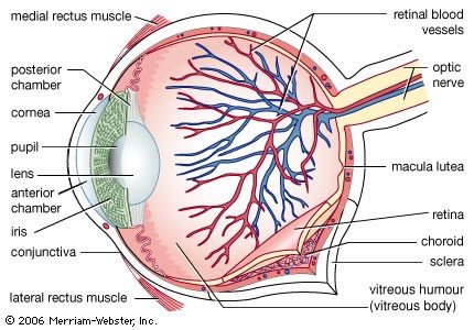 History Of The Blind Causes Adaptations Education Britannica History Of The Blind Causes Adaptations Education Britannica