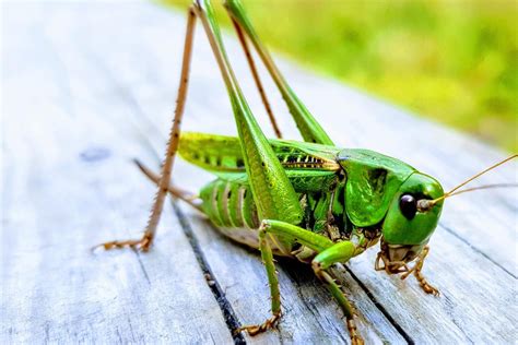 Grasshopper Lifespan: How Long Do They Live?