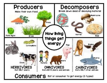 Producers Consumers And Decomposers Chart Producers Consumers And Decomposers Chart
