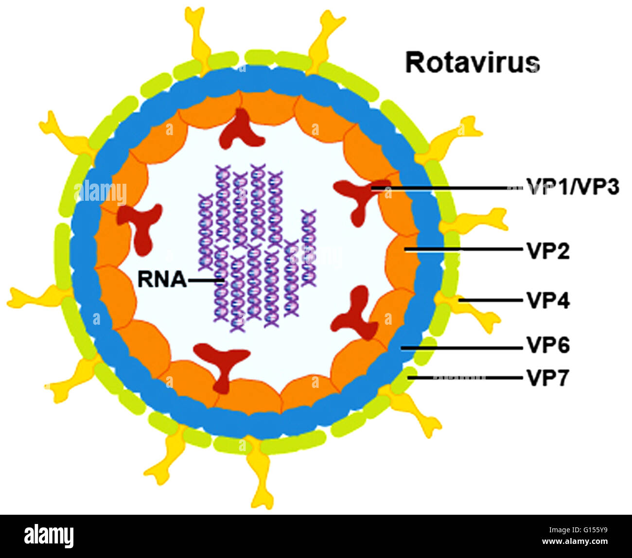σns Structure Reovirus 2024: Key Insights & Updates