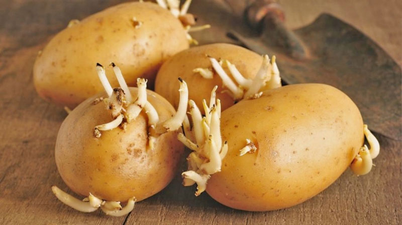 What Are Tubers? A Beginner's Guide to These Underground Wonders